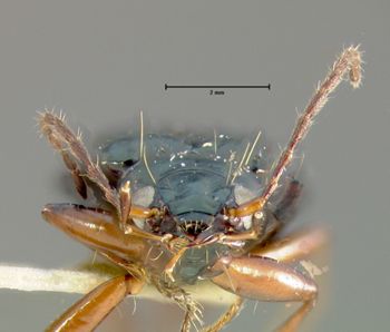 Media type: image;   Entomology 19626 Aspect: head frontal view